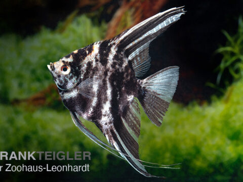 Segelflosser, Pterophyllum scalare Marmor