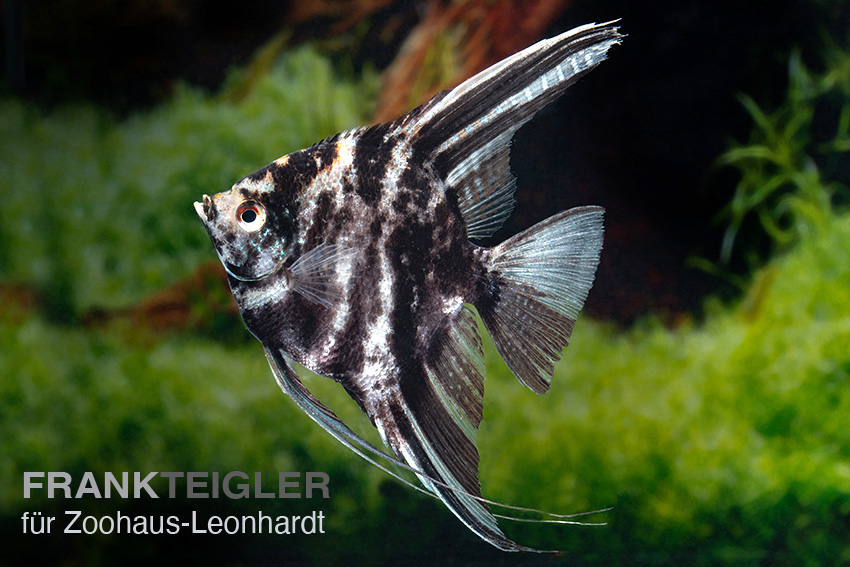 Segelflosser, Pterophyllum scalare Marmor