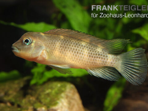 Buckelkopf-Buntbarsch, Steatocranus casuarius