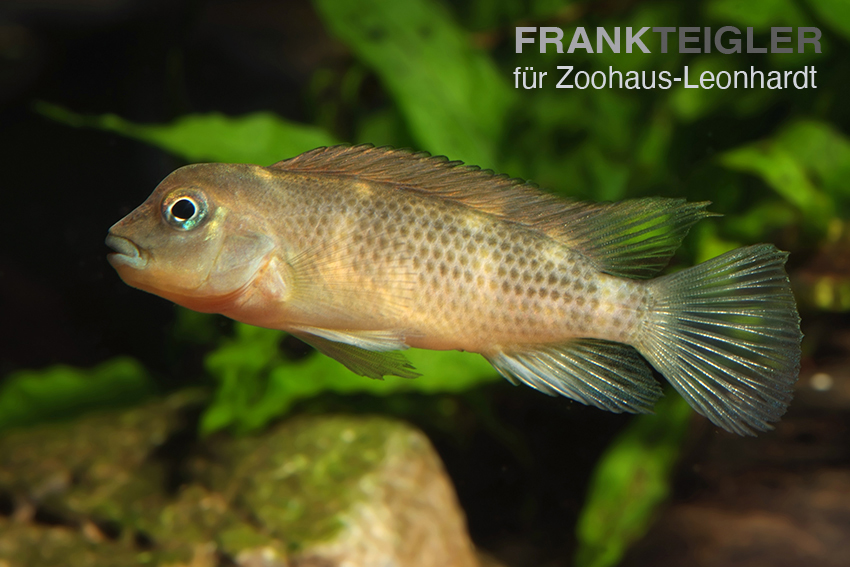 Buckelkopf-Buntbarsch, Steatocranus casuarius