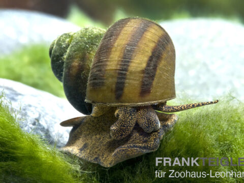 Sumpfdeckelschnecke, Viviparus viviparus