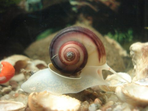 Posthornschnecke, Planorbarius corneus